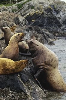 Stellers / Northern Sealions - bull hauling out on rocks meeting some resistance