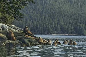 Stellers / Northern Sealions - hauled out on small island off the mouth of the Stikine River
