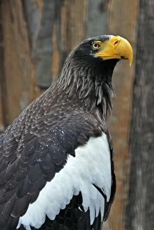 Images Dated 14th April 2008: Steller's Sea Eagle