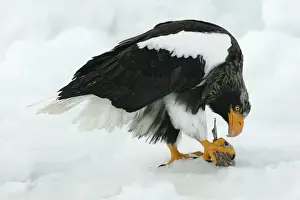 Steller's Sea Eagle - feeding. Hokkaido, Japan
