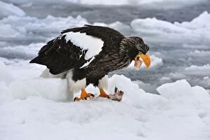 Stellers Sea Eagle feeding in snow