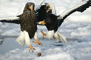 Stellers Sea Eagle - two fighting over food