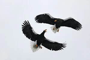 Stellers Sea Eagle - two fighting in mid-air