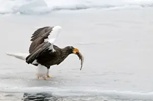 Stellers Prints: Steller's Sea Eagle - with fish in bill and wings raised standing on ice floe - Hokkaido Island - Japan