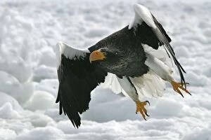 Stellers Sea Eagle - in flight