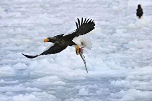 Images Dated 29th February 2008: Steller's Sea Eagle in flight with fish prey in snow
