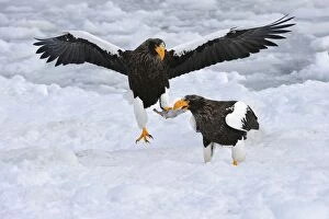 Stellers Sea Eagle in flight with fish prey in snow