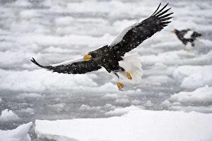 Stellers Sea Eagle - in flight over frozen sea - during snow storm
