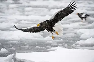 Stellers Prints: Steller's Sea Eagle - in flight over frozen sea - during snow storm - Hokkaido Island - Japan