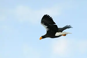 Stellers Prints: Steller's Sea Eagle - in flight - Hokkaido - Japan