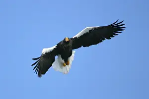Steller's Sea Eagle - in flight. Hokkaido, Japan