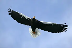 Steller's Sea Eagle - in flight. Hokkaido, Japan