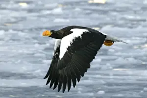 Steller's Sea Eagle - in flight. Hokkaido, Japan