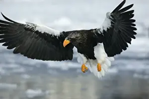 Steller's Sea Eagle - in flight. Hokkaido, Japan