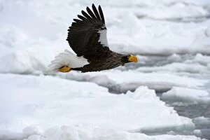 Stellers Sea Eagle - in flight over sea ice