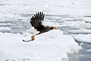 Stellers Sea Eagle - in flight over sea ice with fish held in talons
