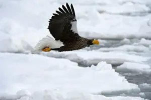 Stellers Prints: Steller's Sea Eagle - in flight over sea ice - Hokkaido Island - Japan