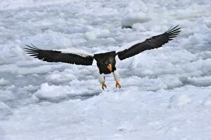 Images Dated 29th February 2008: Steller's Sea Eagle in flight in snow