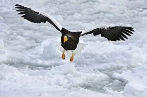 Stellers Sea Eagle in flight in snow