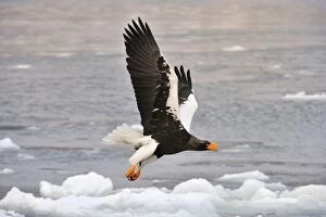 Images Dated 1st March 2008: Steller's Sea Eagle in flight in snow