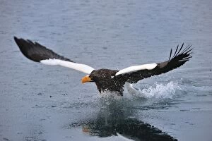 Stellers Sea Eagle in flight above water