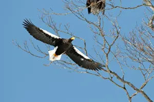 Stellers Prints: Steller's Sea Eagle - flying into tree roost - Hokkaido Island - Japan