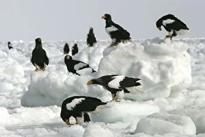 Stellers Sea Eagle - group on ice