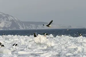 Steller's Sea Eagle - group on ice. Hokkaido, Japan