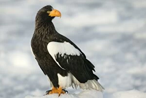 Images Dated 4th March 2004: Steller's Sea Eagle. Hokkaido, Japan