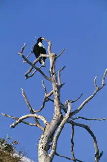 Stellers Prints: Steller's Sea Eagle JPF 10698 Shiretoko Peninsula