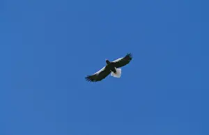 Gliding Prints: Steller's Sea Eagle JPF 10701 Shiretoko Peninsula