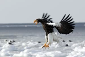 Images Dated 4th March 2004: Steller's Sea Eagle - landing. Hokkaido, Japan