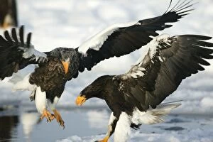 Images Dated 4th March 2004: Steller's Sea Eagle - two landing. Hokkaido, Japan