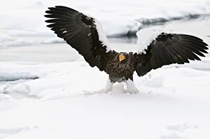 Stellers Sea Eagle - landing on sea ice wings raised