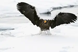 Stellers Prints: Steller's Sea Eagle - landing on sea ice wings raised - Hokkaido Island - Japan