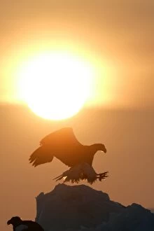 Stellers Sea Eagle - landing, with sunset behind