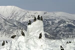 Images Dated 4th March 2004: Steller's Sea Eagle - perched on ice. Hokkaido, Japan