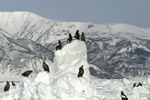 Stellers Prints: Steller's Sea Eagle - perched on ice. Hokkaido, Japan