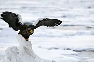 Images Dated 19th February 2010: Steller's Sea Eagle - with raised wings - on ice floe - Hokkaido Island - Japan