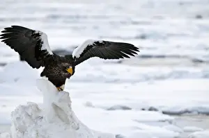 Stellers Prints: Steller's Sea Eagle - with raised wings - on ice floe - Hokkaido Island - Japan