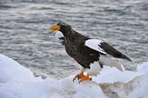 Stellers Sea Eagle in snow