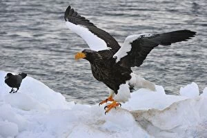 Images Dated 29th February 2008: Steller's Sea Eagle in snow