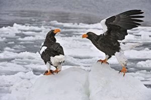 Images Dated 1st March 2008: Steller's Sea Eagle in snow