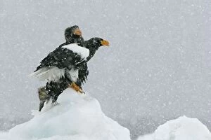 Images Dated 27th February 2004: Steller's Sea Eagle - two in snow. Hokkaido, Japan