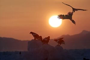 Stellers Sea Eagle - at sunset