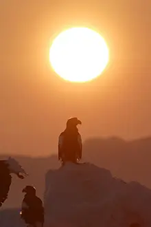Stellers Prints: Steller's Sea Eagle - with sunset behind. Hokkaido, Japan