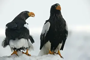 Stellers Prints: Steller's Sea Eagle - two. Hokkaido, Japan