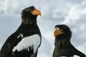 Steller's Sea Eagle - two. Hokkaido, Japan