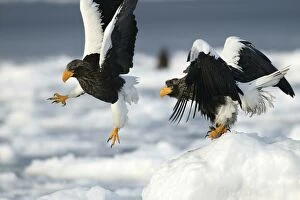 Images Dated 4th March 2004: Steller's Sea Eagle - two. Hokkaido, Japan