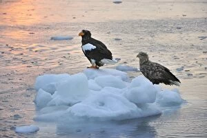 Images Dated 1st March 2008: Steller's Sea Eagle with White-tailed Eagle (Haliaeetus)